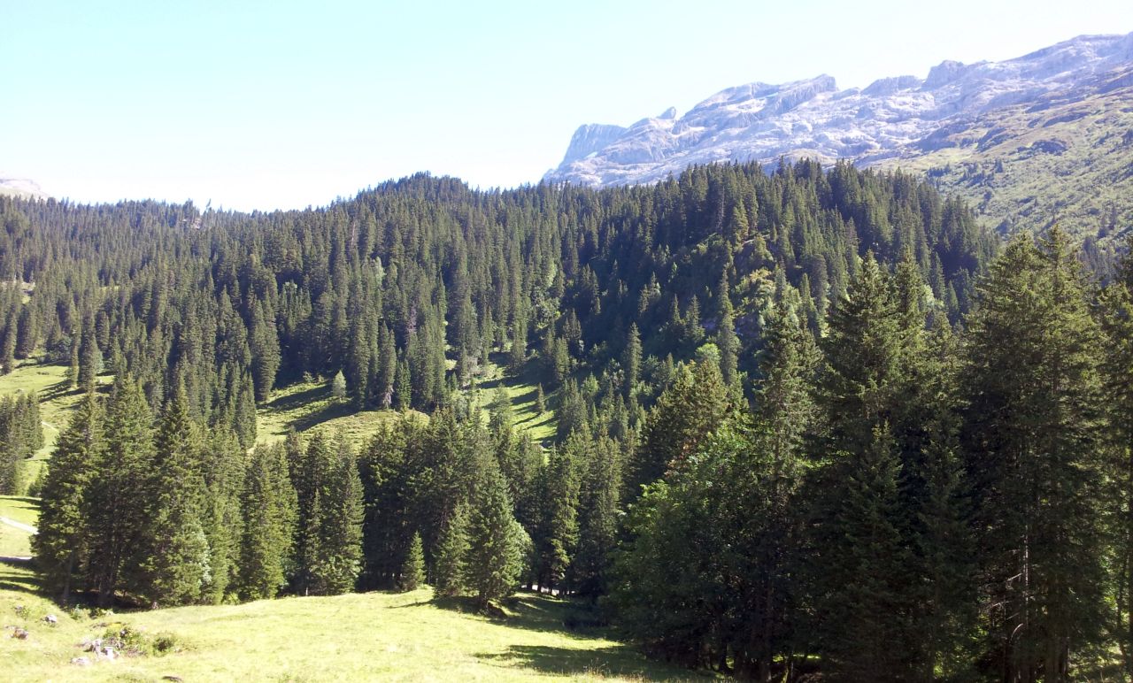 Von der Engstlenalp runter nach Meiringen...